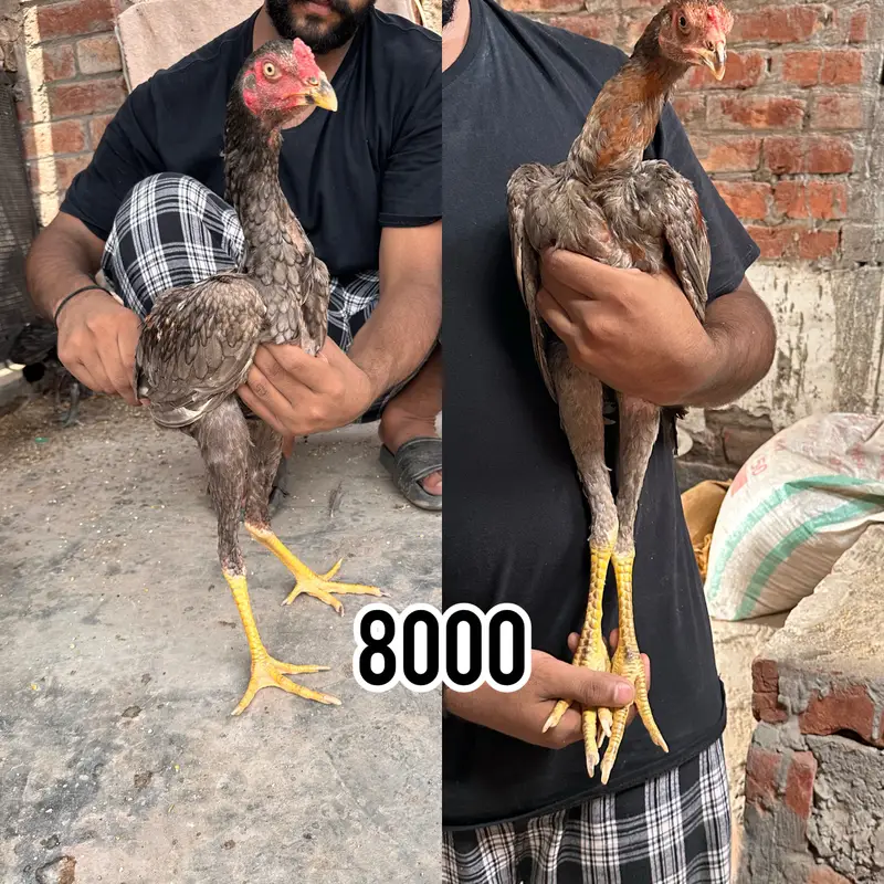 Thai burmi pakistani Imported chicks availble han — photo 3