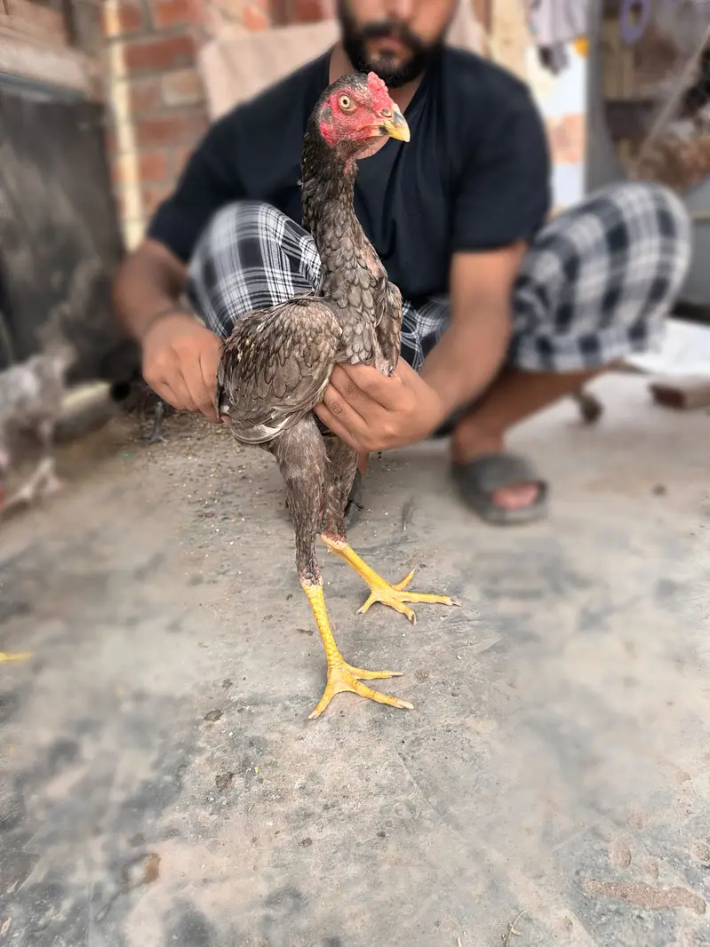 Thai burmi pakistani Imported chicks availble han — photo 4