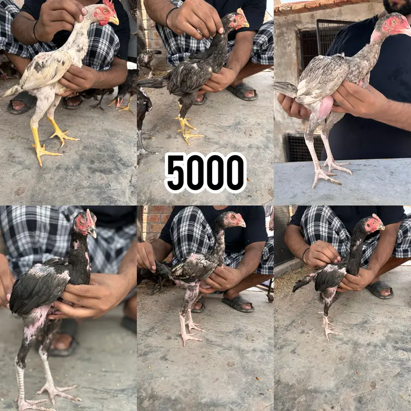 Thai burmi pakistani Imported chicks availble han — photo 5