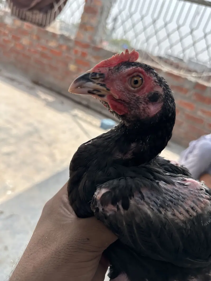 Thai burmi pakistani Imported chicks availble han — photo 6