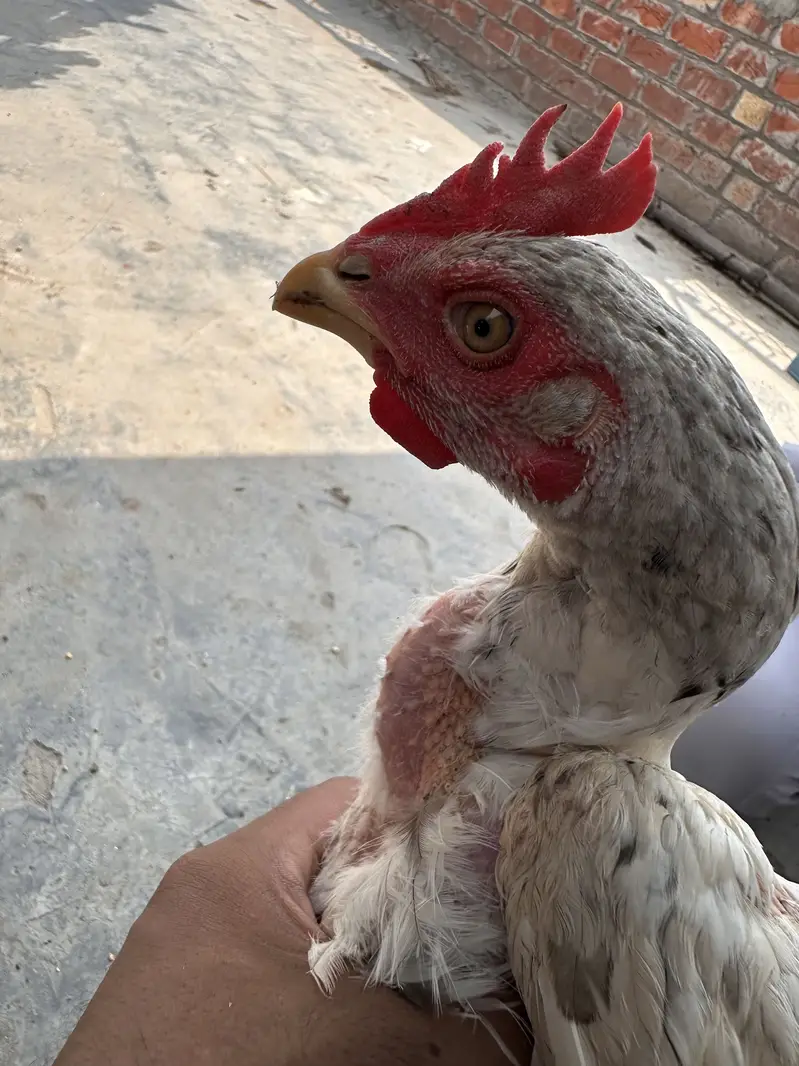 Thai burmi pakistani Imported chicks availble han — photo 8