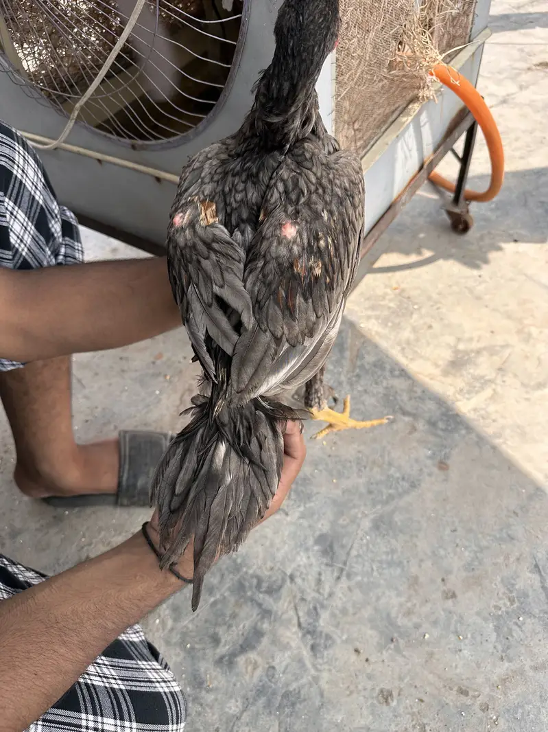 Thai burmi pakistani Imported chicks availble han — photo 10