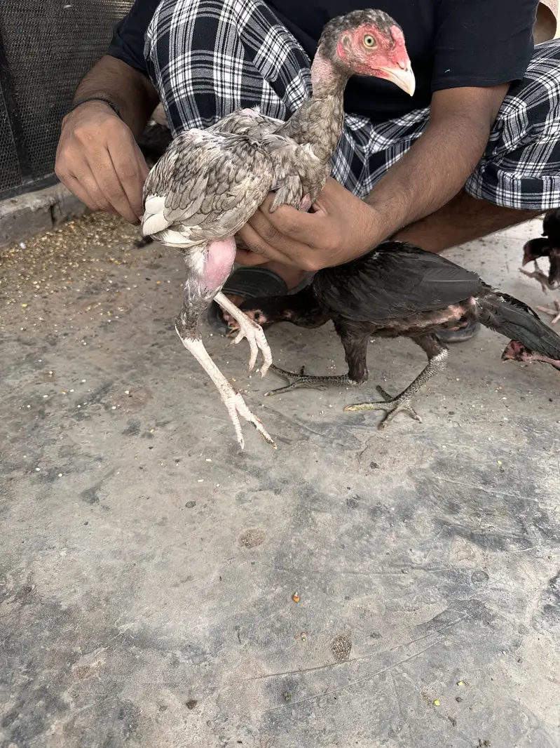 Thai burmi pakistani Imported chicks availble han — photo 11