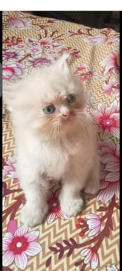 persain kitten for sale