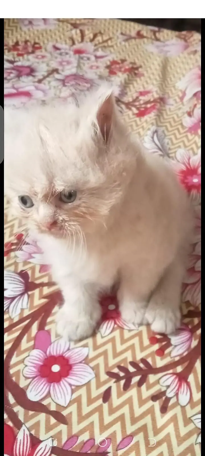 persain kitten for sale — photo 2