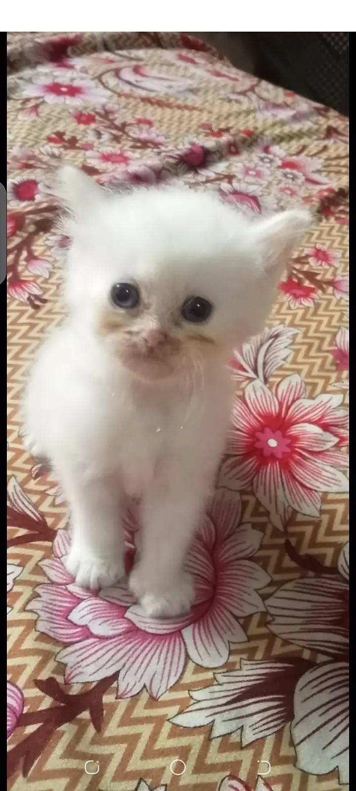 persain kitten for sale — photo 3