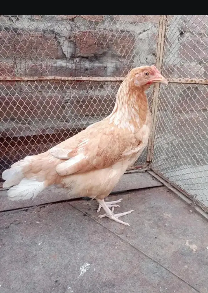 Pure dasi hen top quality kurak bi hoti ha — photo 4