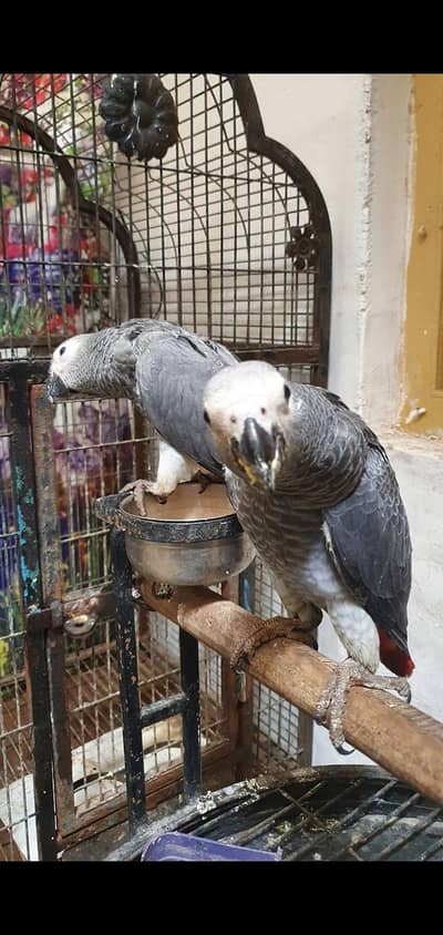 african gray parrot chichs