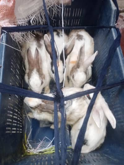 5 rabbit male and female