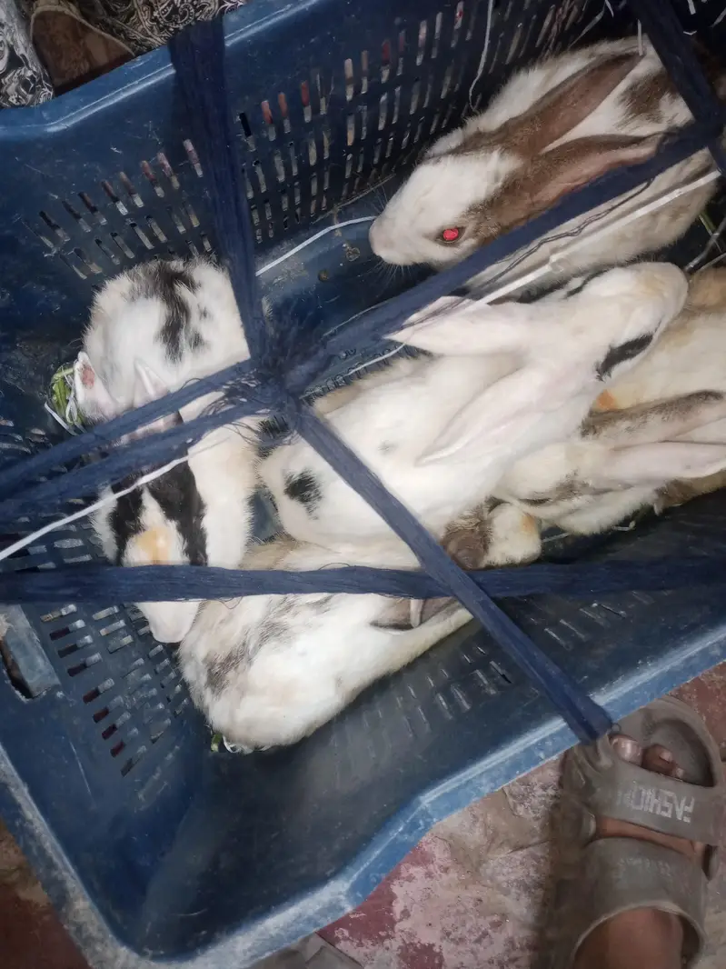 5 rabbit male and female — photo 2