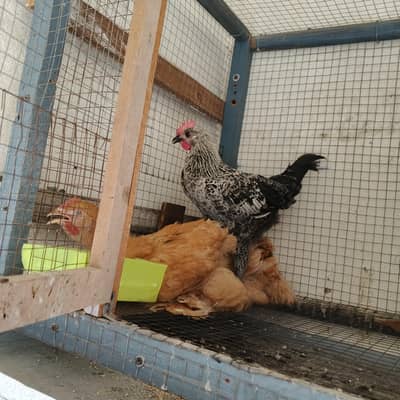 Golden buff and Desi hen