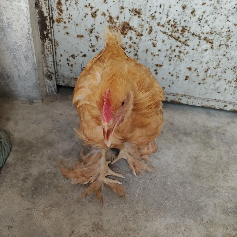 Golden buff and Desi hen — photo 2