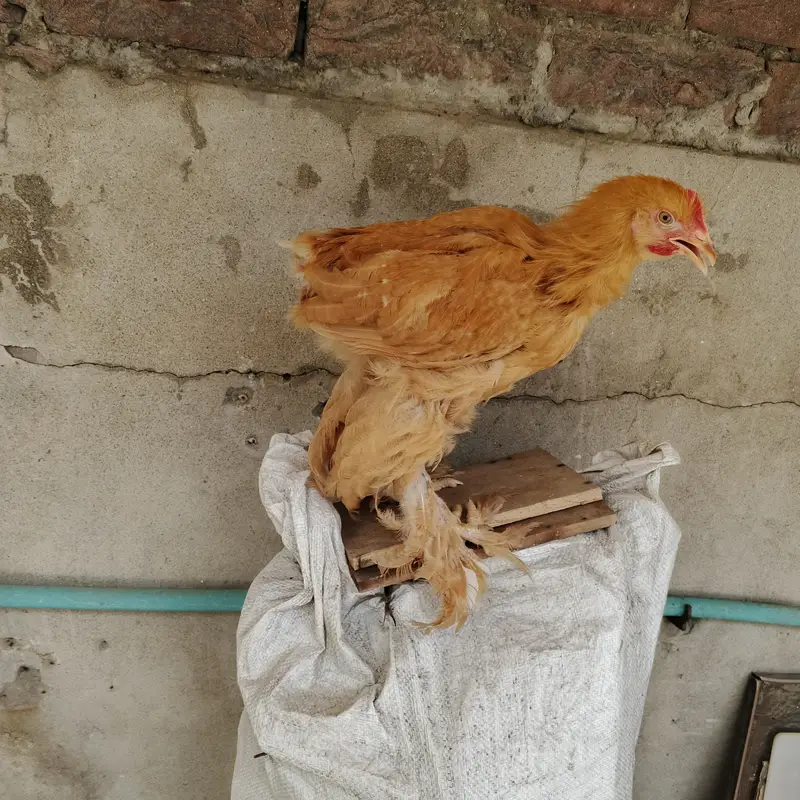 Golden buff and Desi hen — photo 3