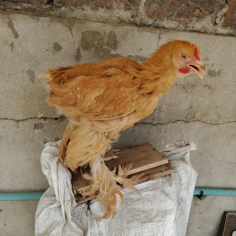 Golden buff and Desi hen — photo 4