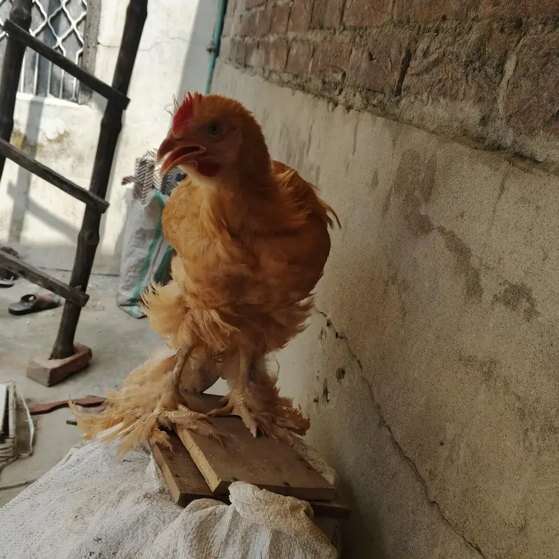 Golden buff and Desi hen — photo 5
