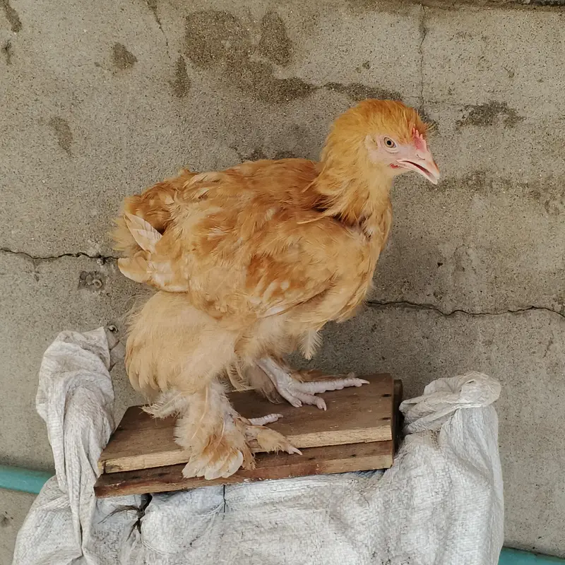 Golden buff and Desi hen — photo 6