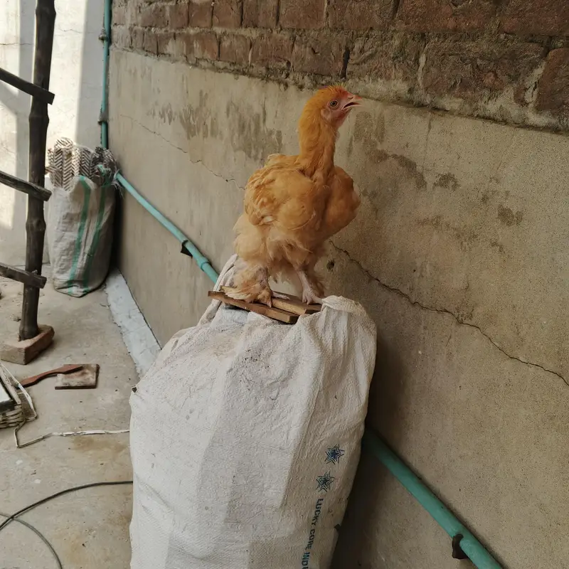 Golden buff and Desi hen — photo 7