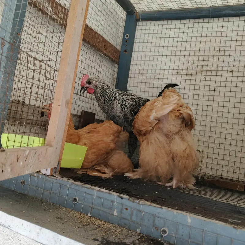 Golden buff and Desi hen — photo 8