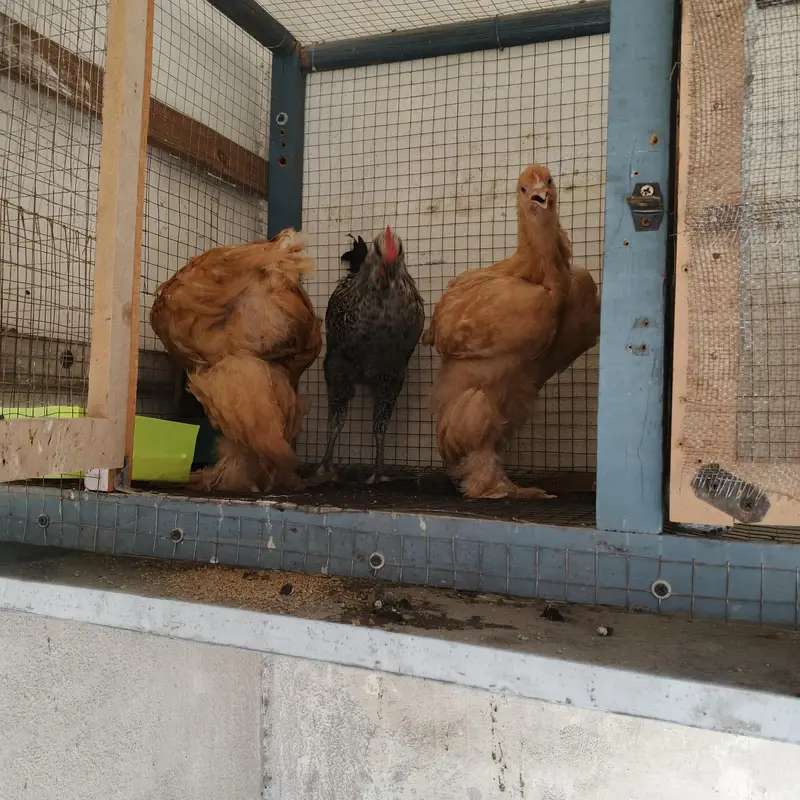 Golden buff and Desi hen — photo 9