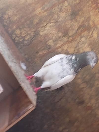 mix teddy golden and sialkoti brids bridars for sale total pieces 17
