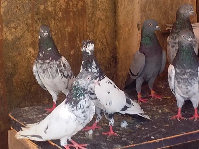 mix teddy golden and sialkoti brids bridars for sale total pieces 17 — photo 3