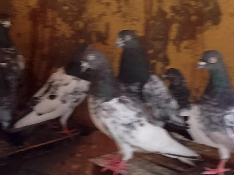 mix teddy golden and sialkoti brids bridars for sale total pieces 17 — photo 4