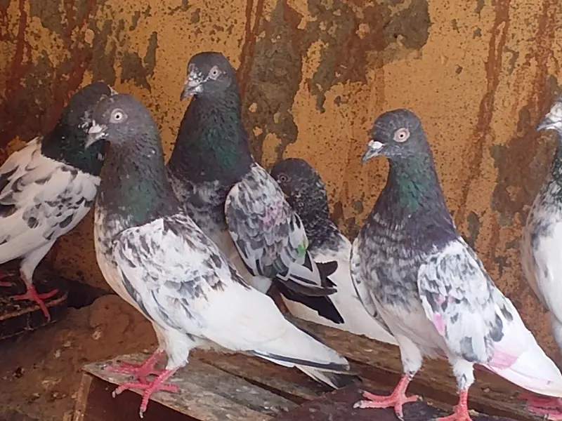 mix teddy golden and sialkoti brids bridars for sale total pieces 17 — photo 5