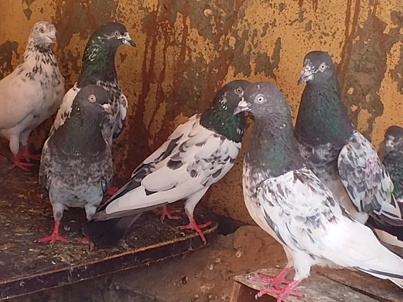 mix teddy golden and sialkoti brids bridars for sale total pieces 17 — photo 6