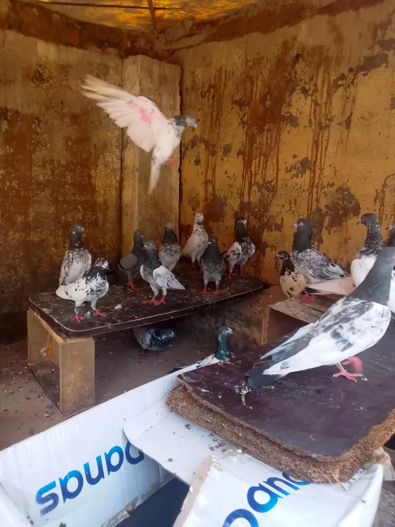 mix teddy golden and sialkoti brids bridars for sale total pieces 17 — photo 7