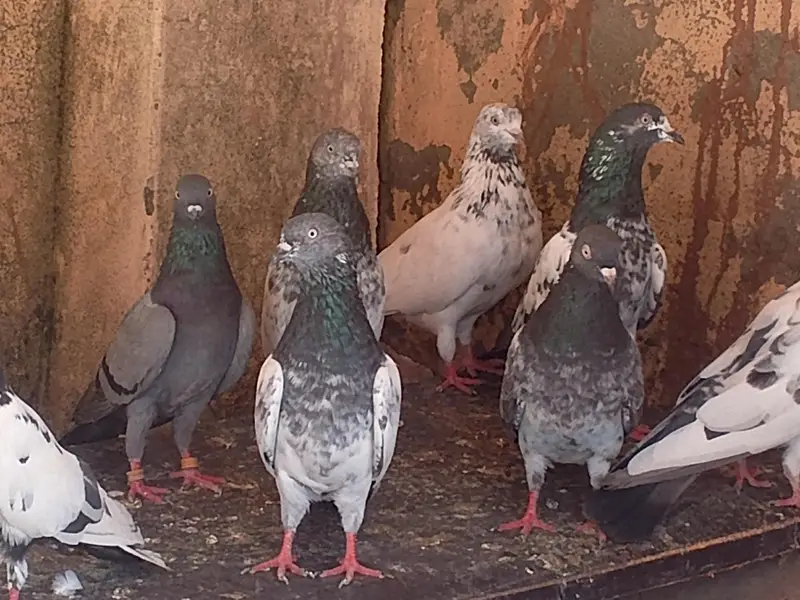 mix teddy golden and sialkoti brids bridars for sale total pieces 17 — photo 8