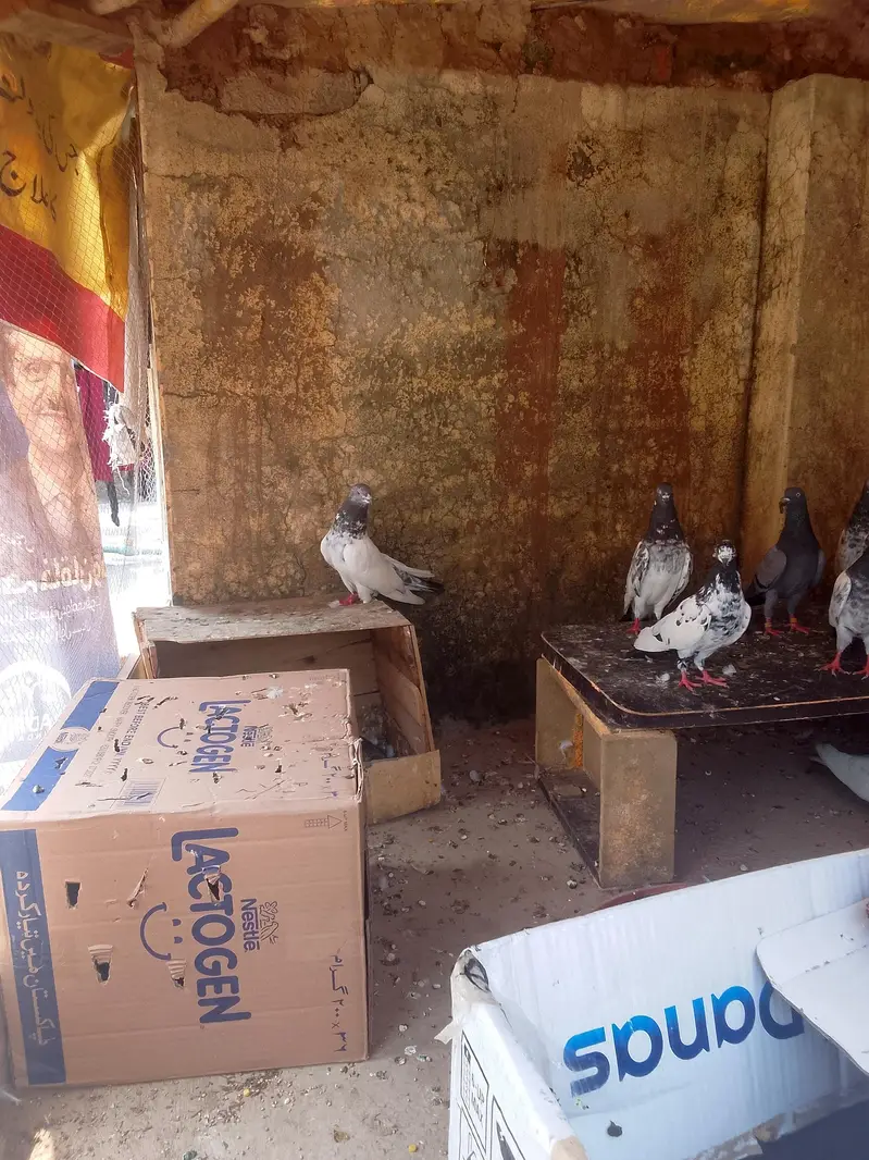 mix teddy golden and sialkoti brids bridars for sale total pieces 17 — photo 9