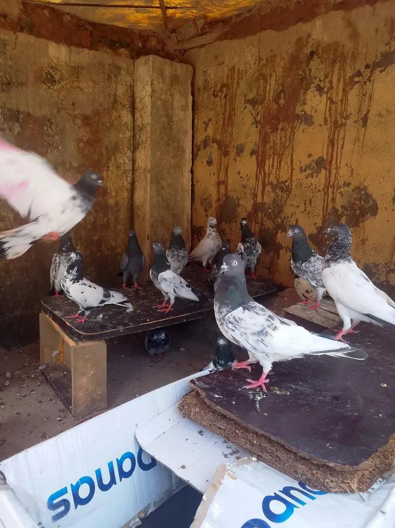 mix teddy golden and sialkoti brids bridars for sale total pieces 17 — photo 10