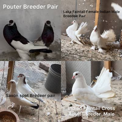 Laka Pair Pouter Pair Saxon Spot Pair Laka male