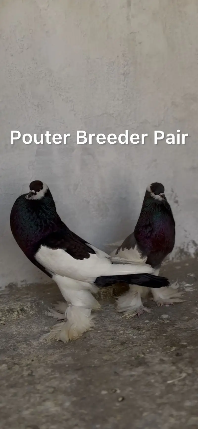 Laka Pair, Pouter, Pair Saxon Spot Pair, Laka male — photo 2