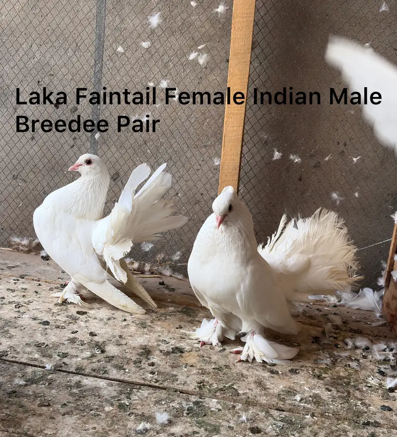 Laka Pair, Pouter, Pair Saxon Spot Pair, Laka male — photo 7