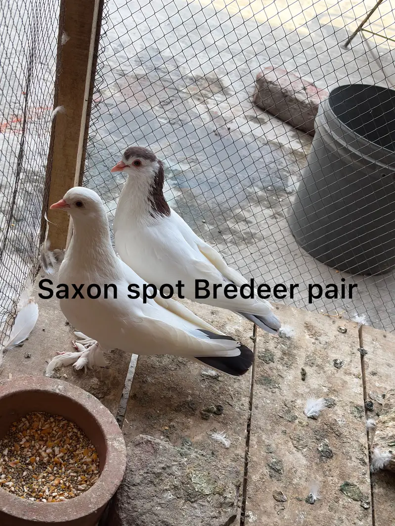 Laka Pair, Pouter, Pair Saxon Spot Pair, Laka male — photo 10