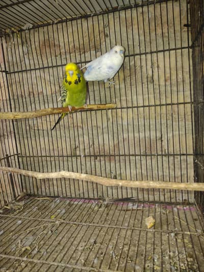 exhibition pair for sale