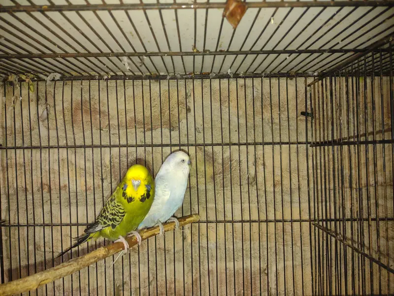exhibition pair for sale — photo 2