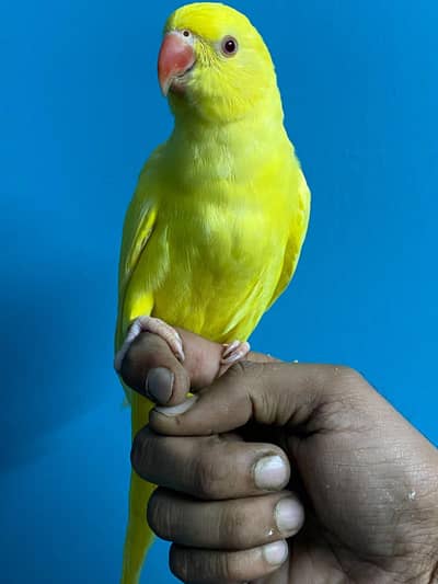 Yellow Ringneck Hand Tame