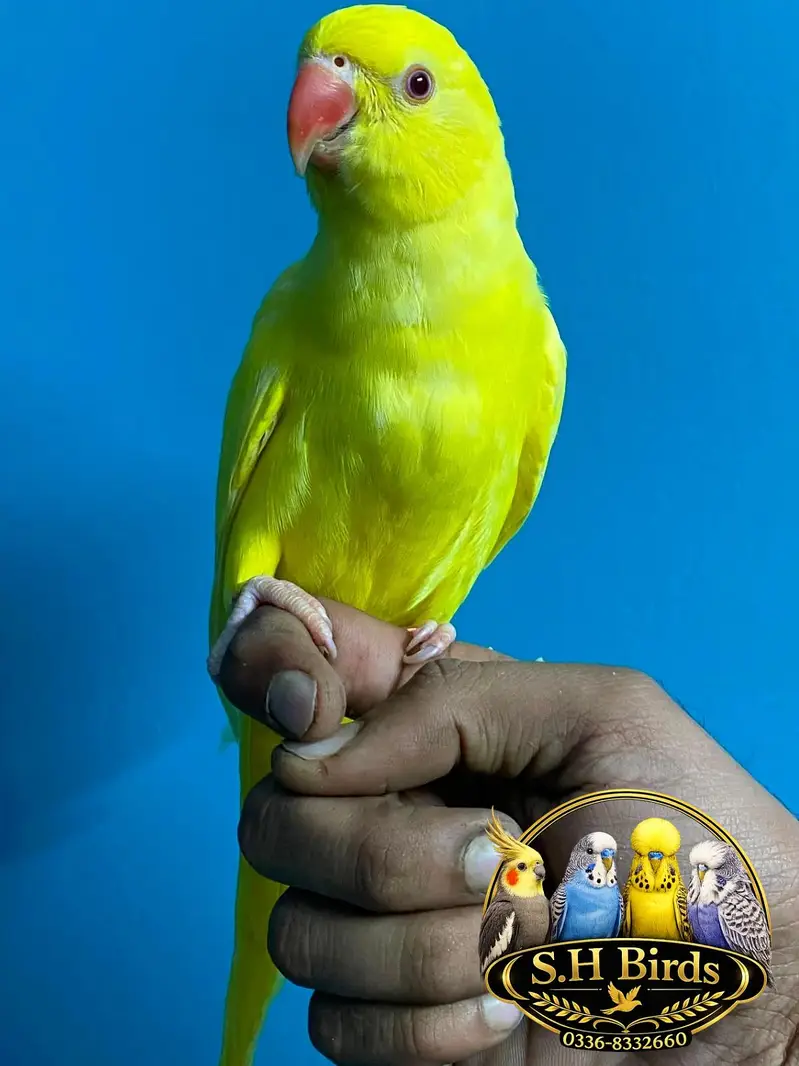 Yellow Ringneck Hand Tame — photo 2