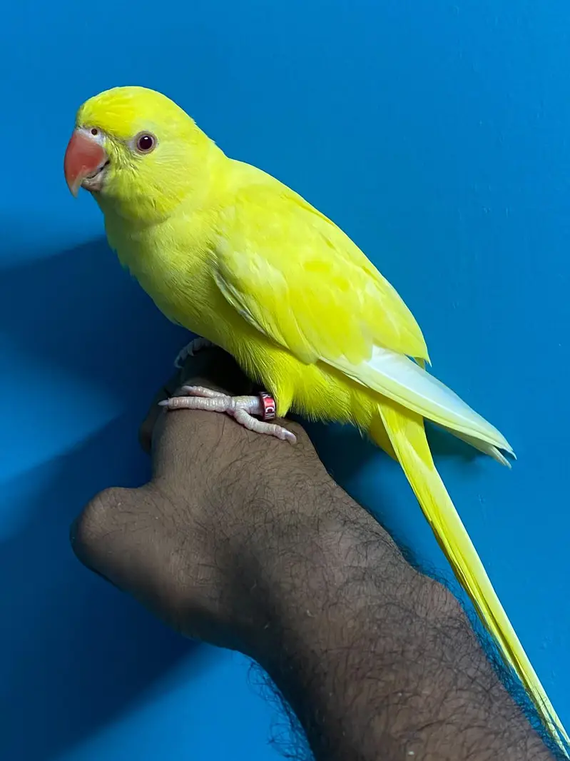 Yellow Ringneck Hand Tame — photo 3