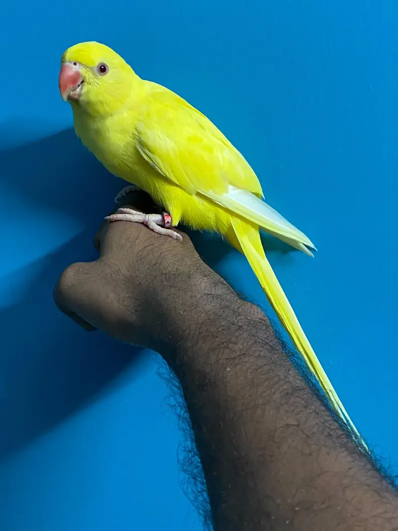 Yellow Ringneck Hand Tame — photo 4