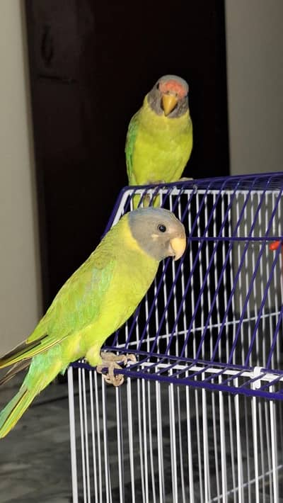 plum head parrot