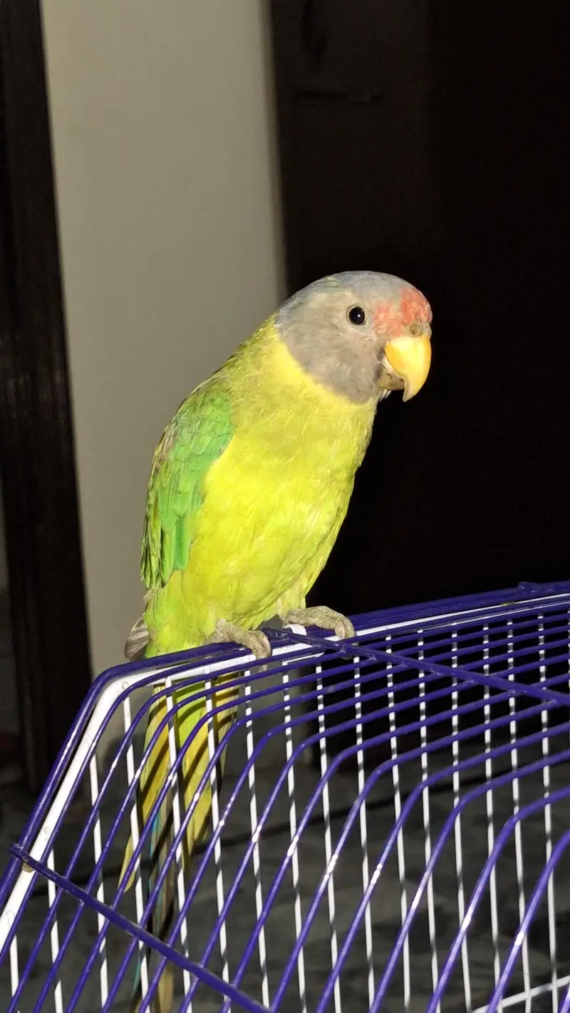plum head parrot — photo 2