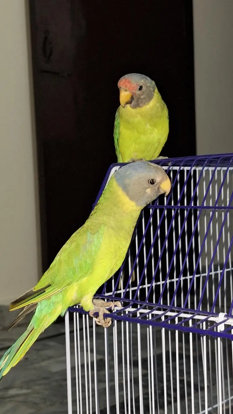plum head parrot — photo 3