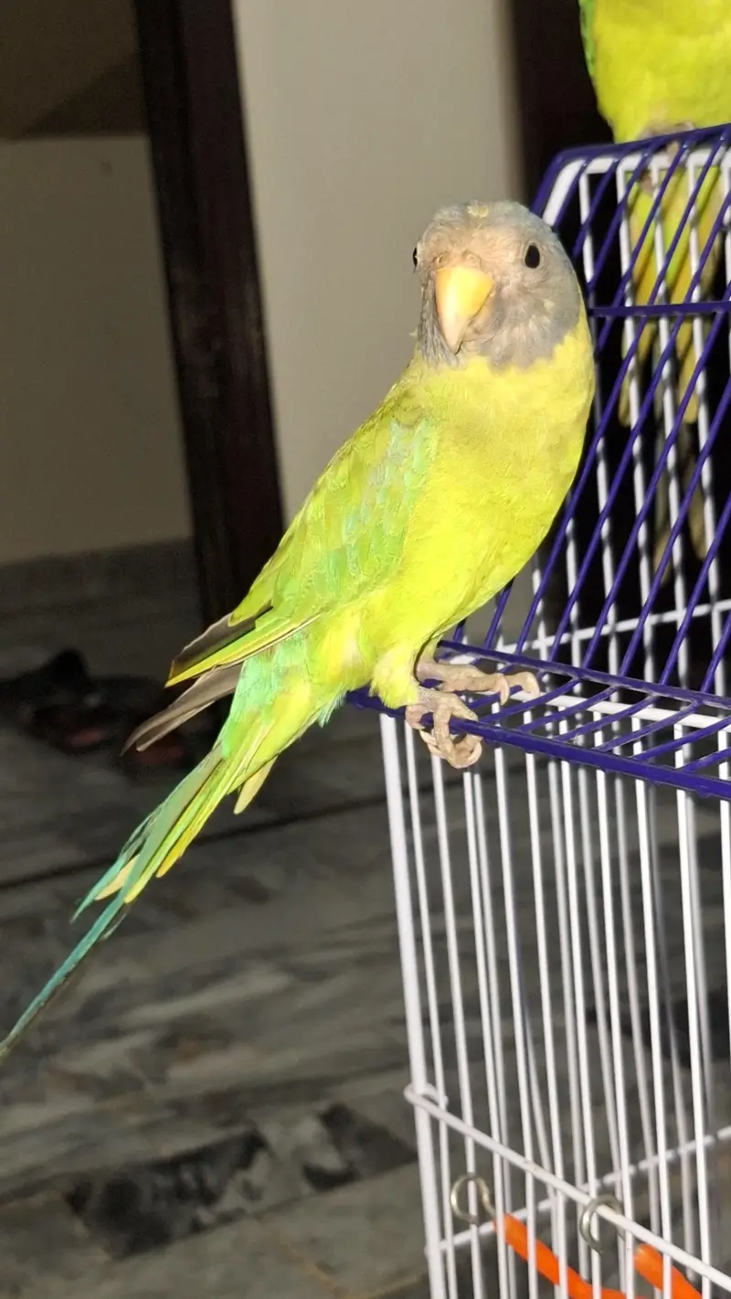plum head parrot — photo 4