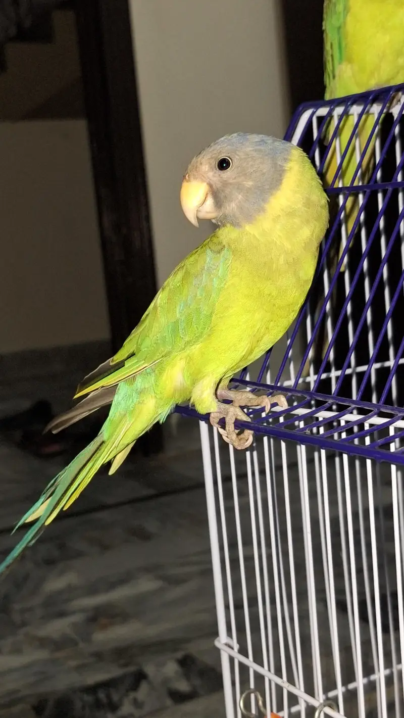plum head parrot — photo 5