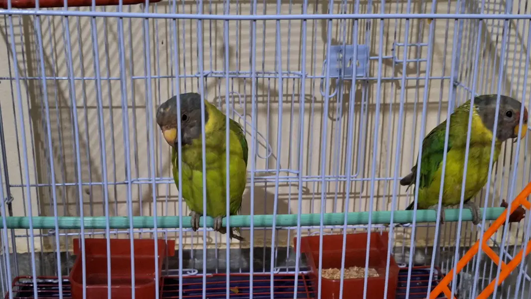 plum head parrot — photo 6