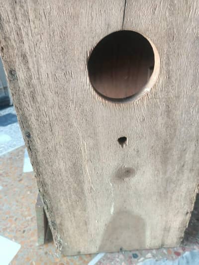 wooden box for khata parrot