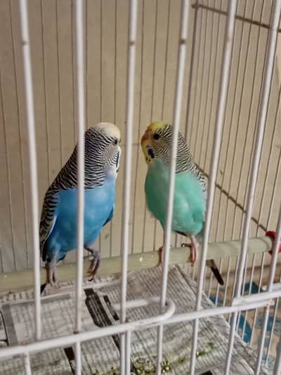 breeder pair hay